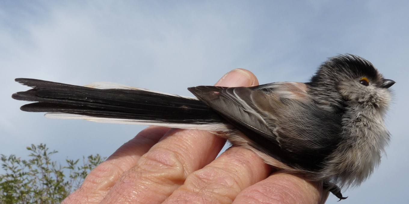 Le baguage des oiseaux, un outil de la connaissance-Mésange (Orite) à longue queue en main